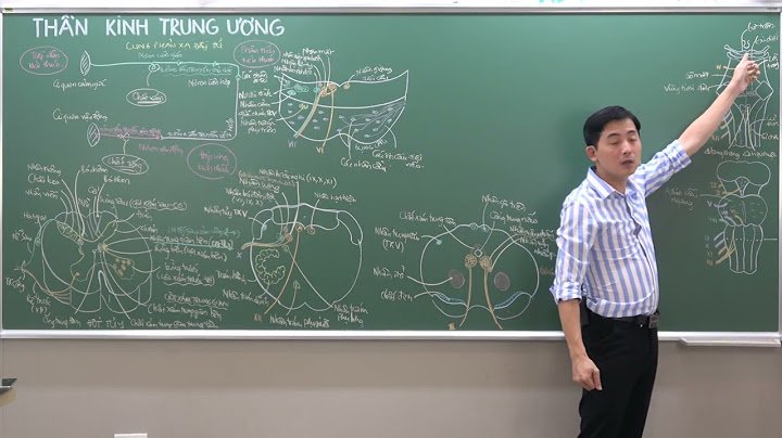 Chất xám là trung khu của các phản xạ gì năm 2024