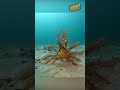 Краб-декоратор short #shorts #crab