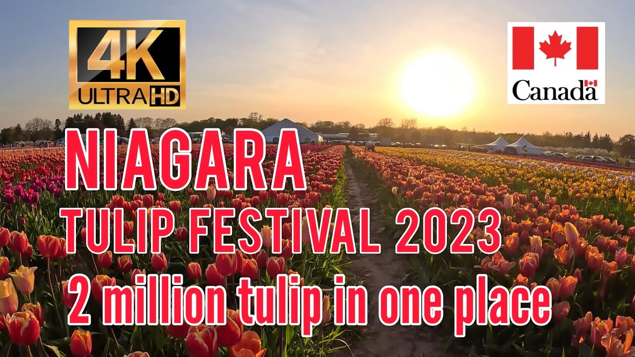 NIAGARA TULIP FESTIVAL 2023 2 Million Tulips Spring in Canada 2023 Relax Meditation