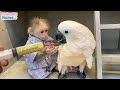 BiBi obedient helps dad feed Ruby parrot