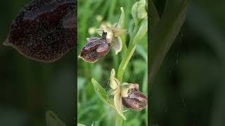 Εντυπωσιακή μαστοφόρος Οφρύς (Ophrys mammosa) στις άκρες δασικού δρόμου της Καλλιράχης Θάσου