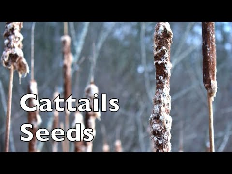 Видео: Cattail өргөн навчит - ивээн тэтгэх зохистой ургамал