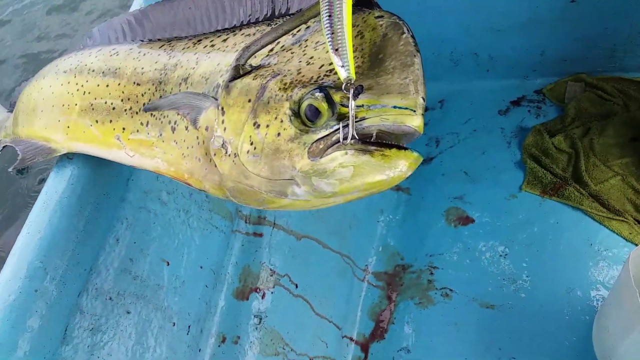Pesca de mahi mahi YouTube