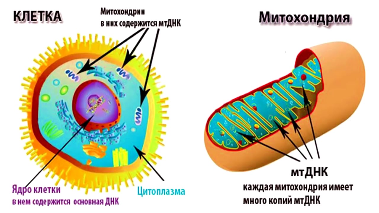 Строение ядра митохондрии