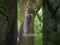 The Toxic Caterpillars Taking Over Europe