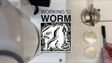 Maintaining Worm Strains: C. elegans Chunking Demonstration