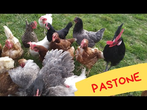 Video: Come Cucinare Deliziose Galline Per Pasqua