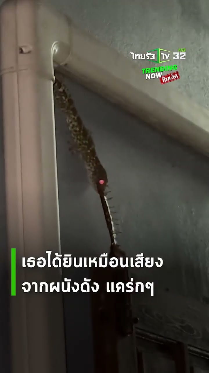 สาวขนหัวลุก! เจอตุ๊กแกตาแดง 2 ตัวแย่งตะขาบยักษ์ในบ้าน ด้านชาวเน็ตไล่ส่องหาโชคใหญ่