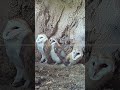 These barn owls have never heard a thunder clap before and they&#39;re terrified😳