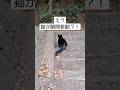 目の前で猫が消えたんだが……