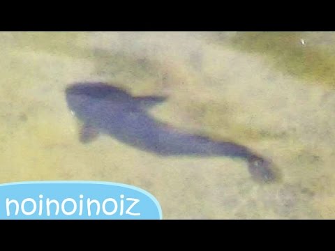 川を探索中にナマズ目ギバチ発見 捕獲作戦開始 Found The Catfish On The Riverギギギバチ Youtube