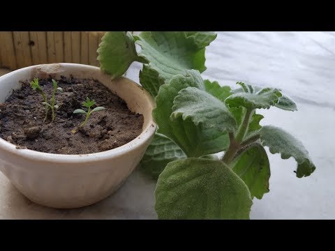 Video: Apa Itu Ajwain – Cara Menanam Herba Karom Di Taman