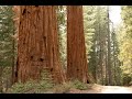 Giants of a Changing Landscape, Sequoiadendron giganteum