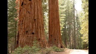 Giants of a Changing Landscape, Sequoiadendron giganteum