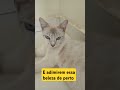 ELA   TA ESPERANDO UM BEBÊ #shortsclip. #shortscraft. #youtube