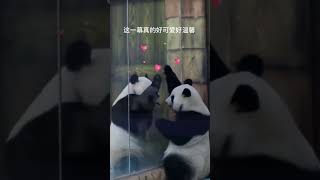懂浪漫的熊猫🐼太可爱了！#熊猫 #panda #动物