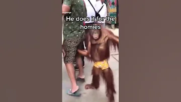 A Monkey Grabs A Guy By His Junk Monkey Monkeyshorts Shorts 