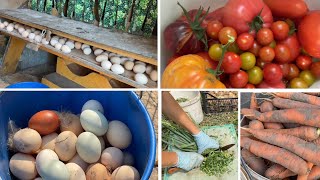 Useful Homemade Egg Everything Own Garden at the cottage