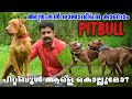 Pitbull Explained || ഭീകര കടിയന്മാർ || KR Kennels