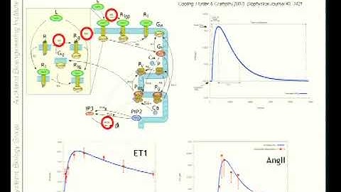 Dr. Edmund Crampin | Modelling Ca2+ and InsP3-dependent hypertrophic signalling pathways in the...