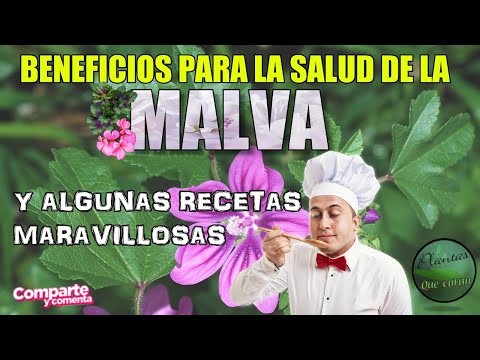 Vídeo: Muslo-saxífraga: Propiedades Y Recetas Para El Uso De Muslo-saxífraga