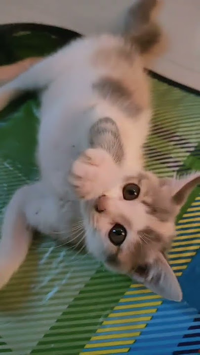kecil² banyak kutu😭. MENTAHAN #cat