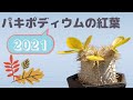 【塊根植物】【パキポディウム】2021年パキポディウムの紅葉