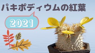 【塊根植物】【パキポディウム】2021年パキポディウムの紅葉