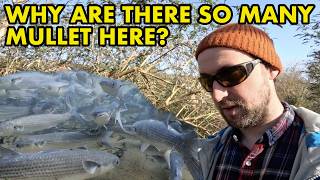 I Filmed Thousands Of These Fish