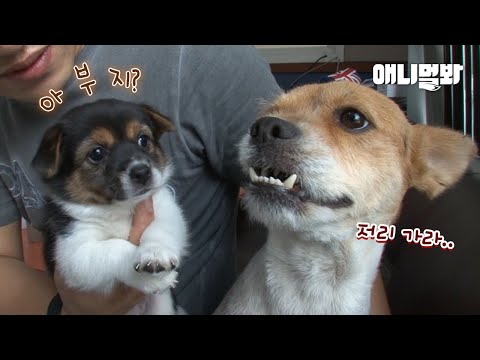 ＂ 연상녀와 <strong>밀회</strong> 즐기던 개남편 근데 이게 다 오해라네요..ㅣSad Reason Why Papa Dog Neglected His Pups