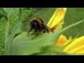 Hummeln auf den Sonnenblumen Sommer 2013 Bumblebees on the sunflower