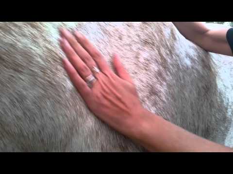 วีดีโอ: Horse Dehydration - การสูญเสียน้ำในม้า