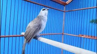 wOWW Ropelan Burung Trucuk yang Termewah sepanjang masa