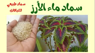 كيفية عمل سماد ماء الأرز لتسميد النباتات المنزليه