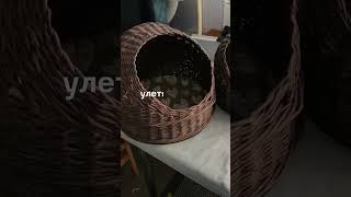 домики из бумажной лозы коши очень любят 🛖   #дрема #котофейка #рецепт #видосыоткота #кот