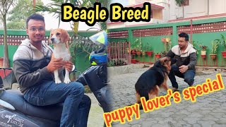 Best Beagle Breed|Assam Pet shop| King Shepherd|An Informative video|Dog Lover's@ArindomHazarika