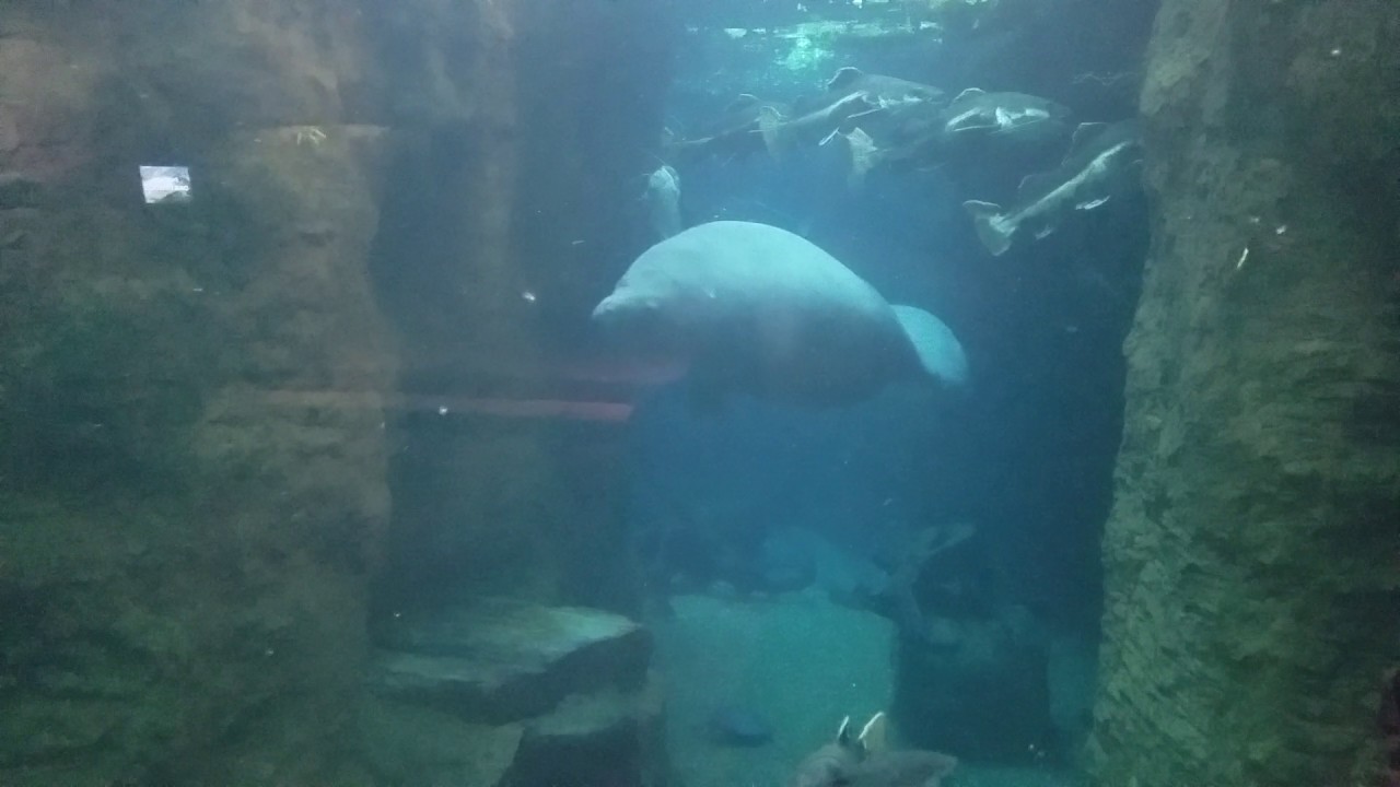 Attack of the Sea Cow