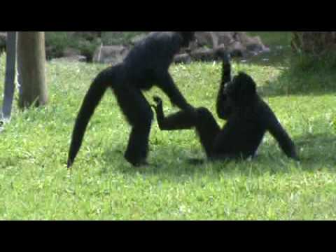 Macaco Aranha / Spider Monkey, Macaco aranha de testa branc…