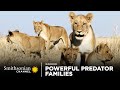Hunting Strategies of Cheetahs and Lions