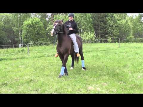 Video: Hur Man Lär En Häst Att Gå På Spanska