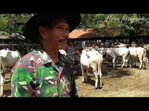 Update harga sapi betina di pasar hewan Purwakarta