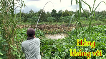 Câu Cá Tra Sông - Chỗ Này Ục Khủng Khiếp Thiệt Cái Kết Lụm Cá Bự | Fishing Miền Tây