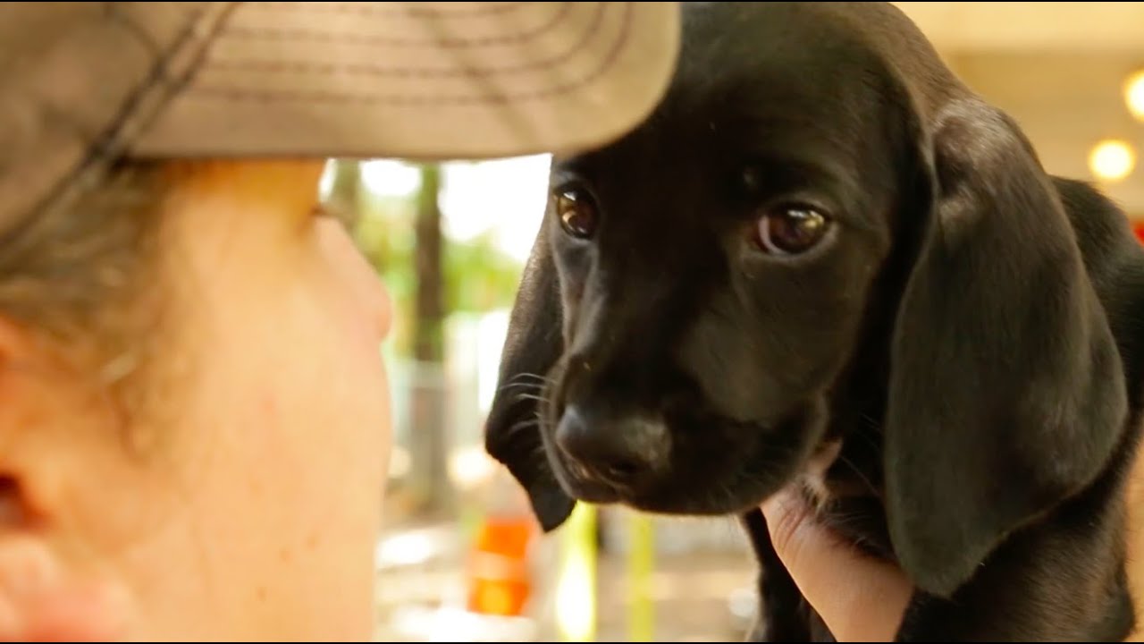 Austin Pets Alive: A Call to Action