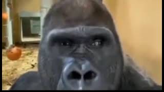 обезьяна смотрит в камеру мем из тиктока / обезьяна смотрит в камеру