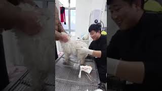 Newborn puppies can be rinsed in water at 37 to 40 degrees to prevent dry skin and dandruff.Before by Pet Midwifery 838 views 2 months ago 1 minute, 52 seconds