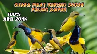Download lagu SUARA PIKAT BURUNG SOGON SEMUA BURUNG [CEPAT MENDEKAT]