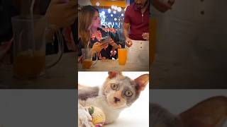 Funny Cat Video 😂😂😂#Shorts#Funkis #fails #memes