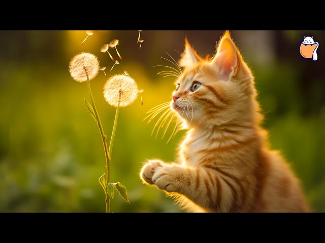 24/7 Healing Cat Music | Relaxing Piano Music for Cats with purring sounds | Sleepy Cat class=
