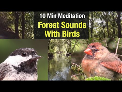 10 Min. Meditation - Nature Forest Sounds with Birds