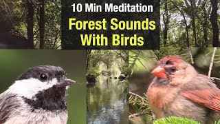 Meditasi 10 Menit - Suara Alam Hutan dengan Burung-burung